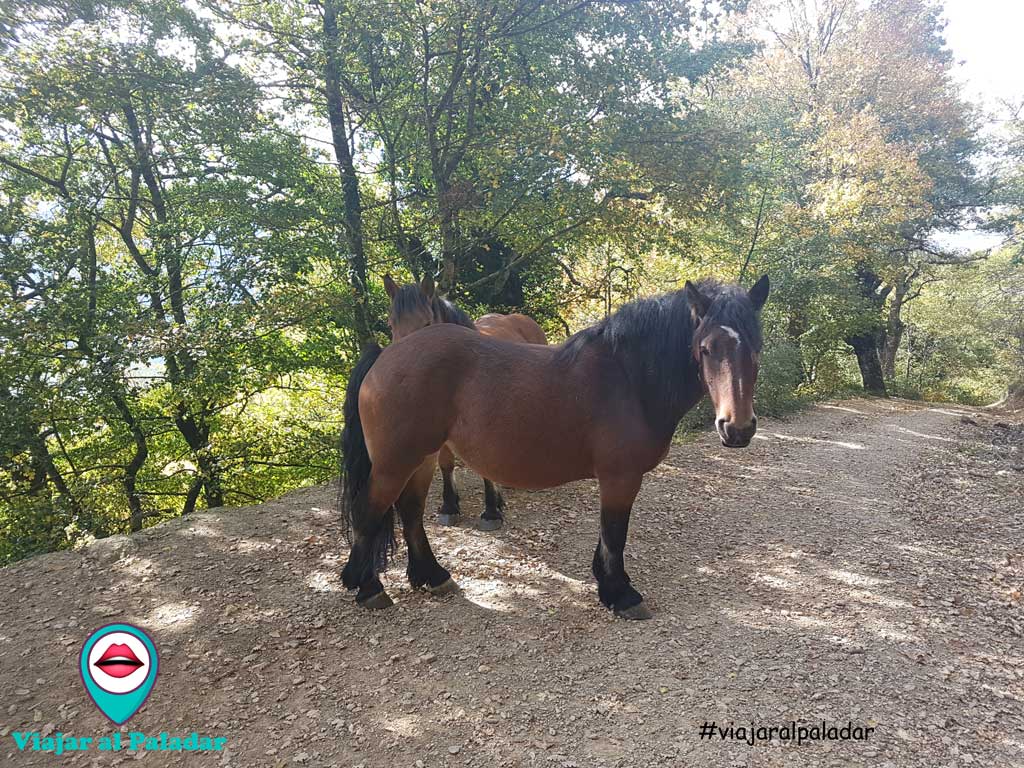 trinidad-de-erga-senderismo-navarra