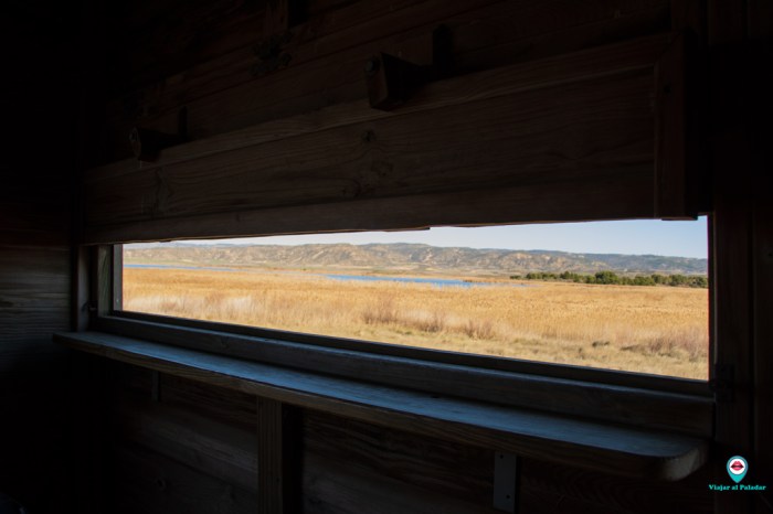 aves-laguna-pitillas aves-laguna-pitillas
