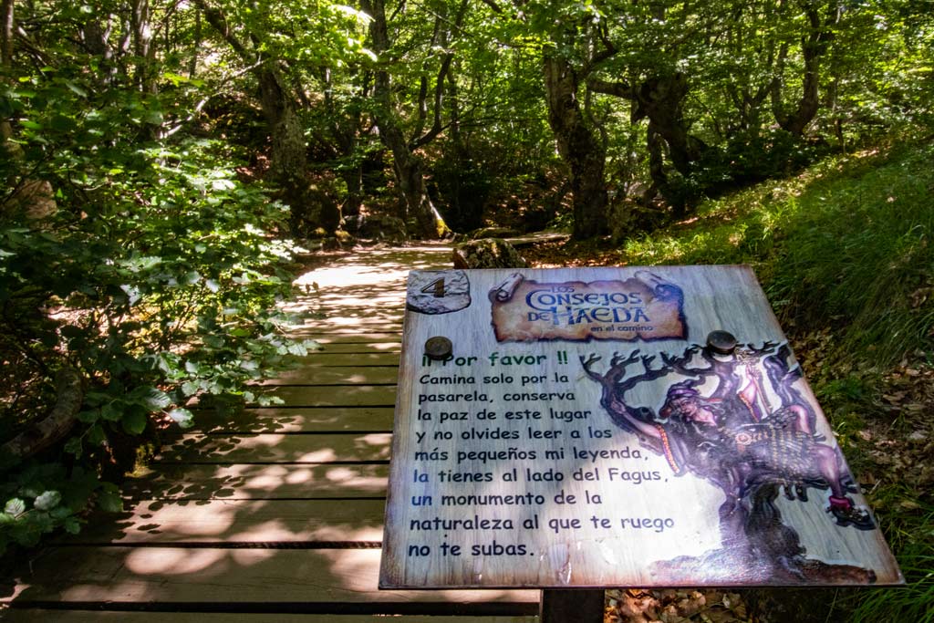 faedo-de-ciñera-bruja-haeda