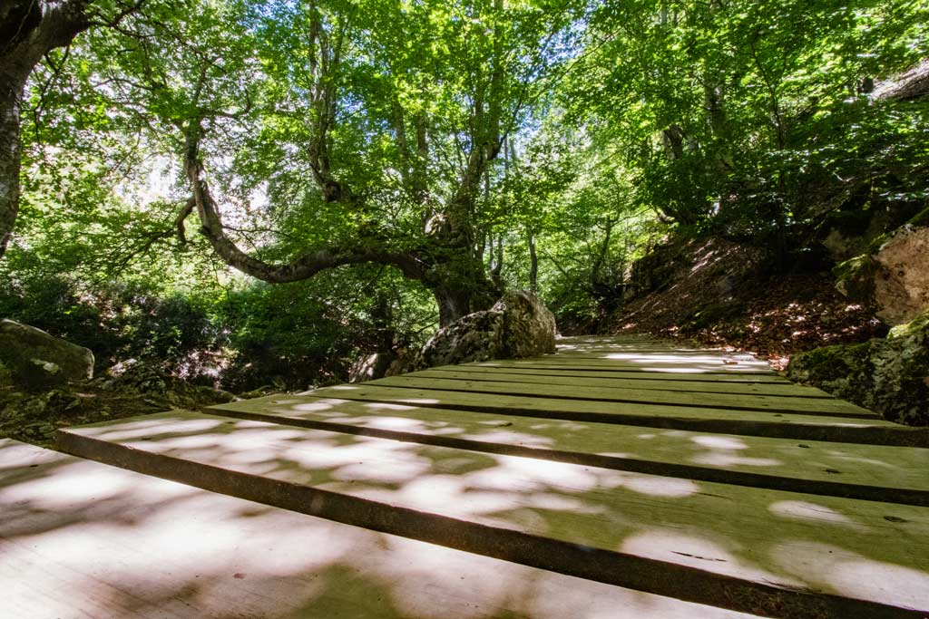 faedo-de-ciñera-leon