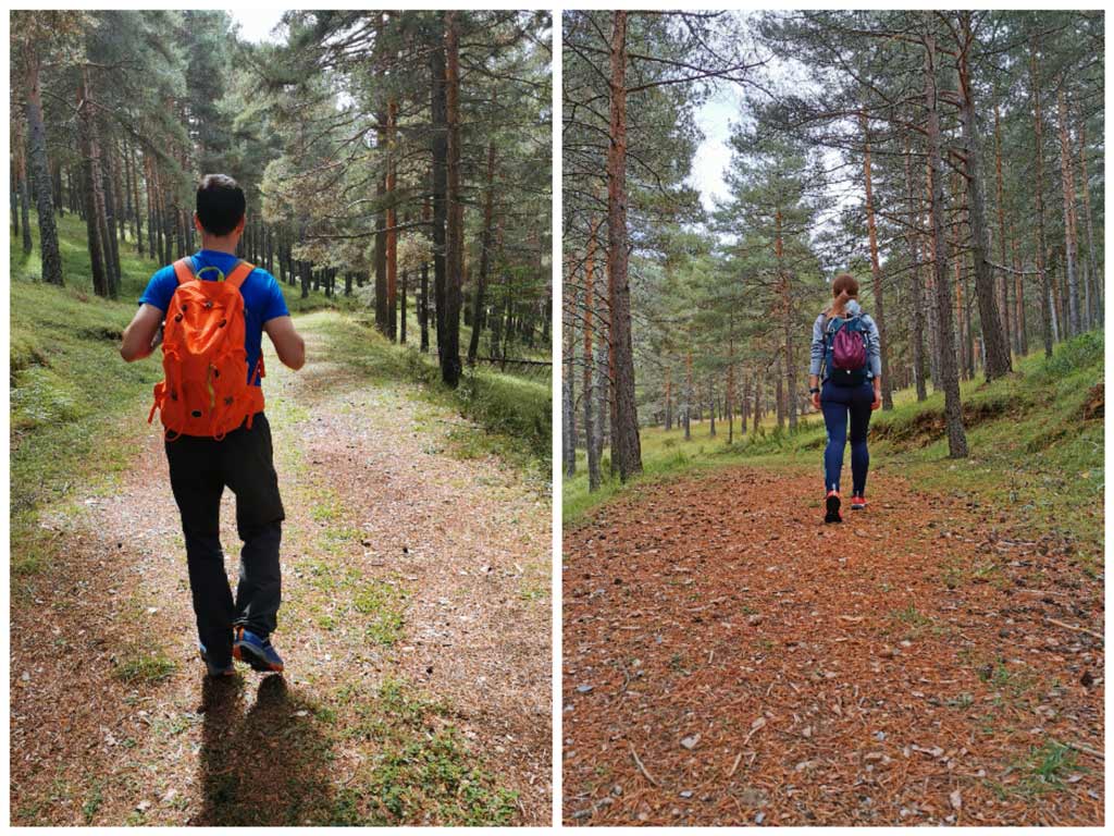 que hacer que ver en la montaña palentina pinar de velilla