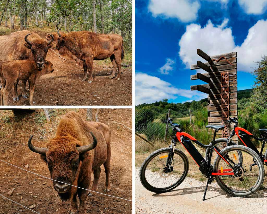 que-ver-que-hacer-ne-la-montaña-palentina-Bison-Bonasus