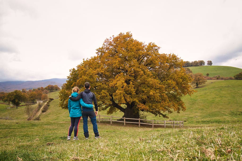 roble milenario orkin ultzama 