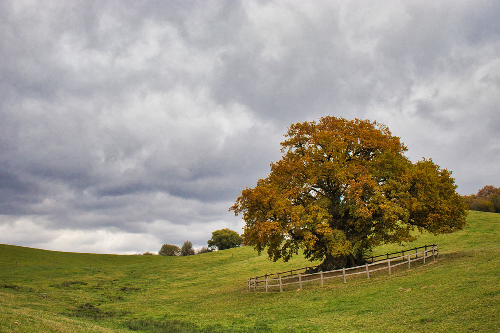 roble milenario orkin ultzama navarra