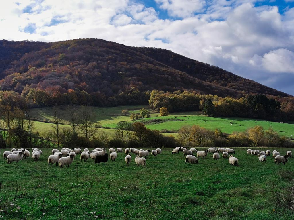 roble milenario ultzama