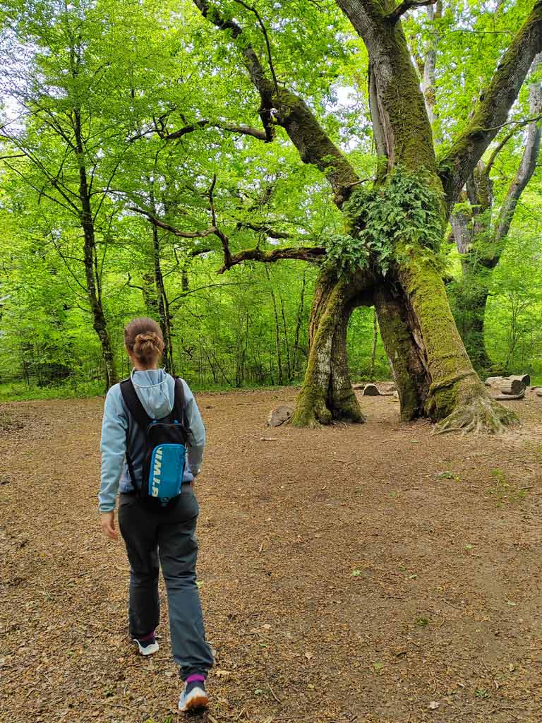 ruta robles milenarios