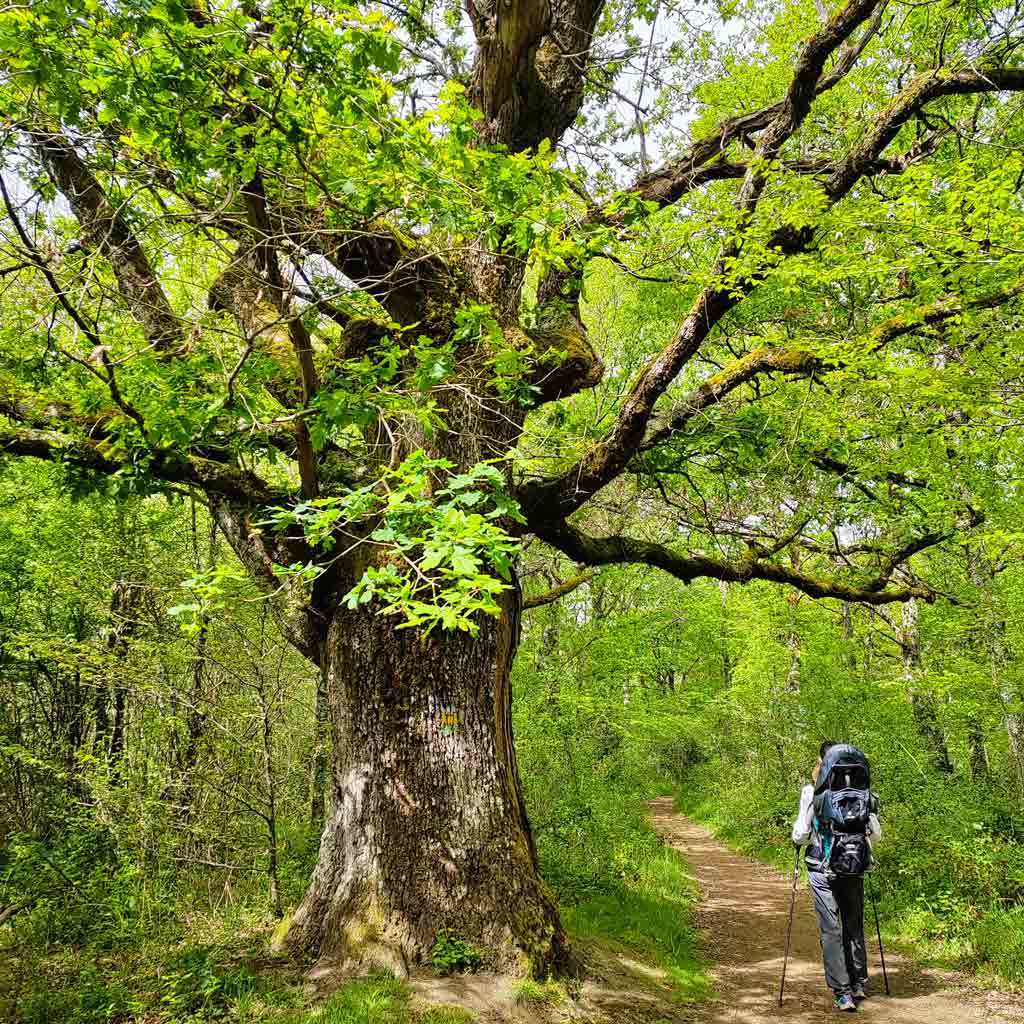 etxarri ruta robles milenarios
