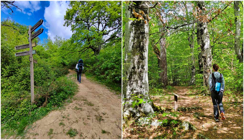 ruta robles milenarios etxarri aranatz