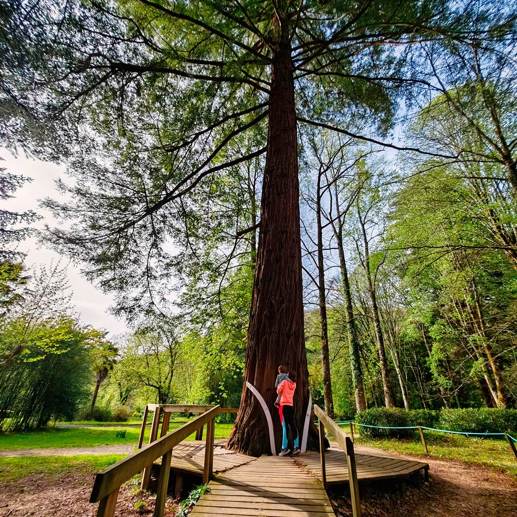 secuoya señorio de bertiz