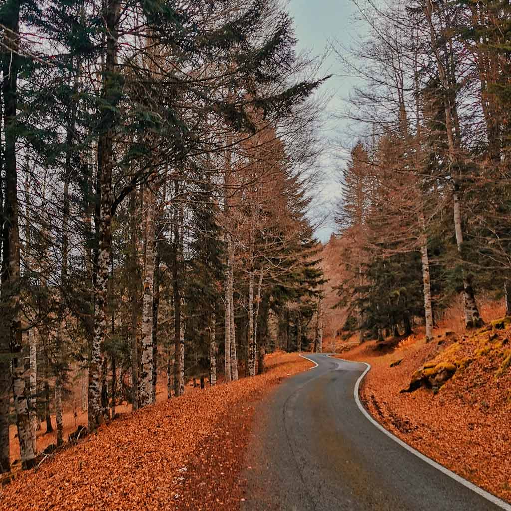 Selva de Irati en otoño Navarra